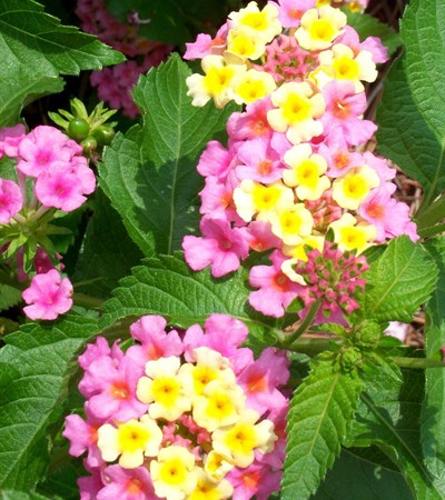 Lantana Ham and Eggs